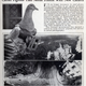 Illustration for article titled When Pets Get Drafted: The Bizarre History of Animal Soldiers